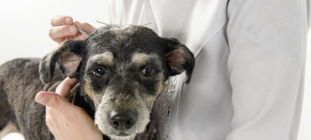 Akupunktur für Hunde - Anwendungsgebiete und Therapiemöglichkeiten