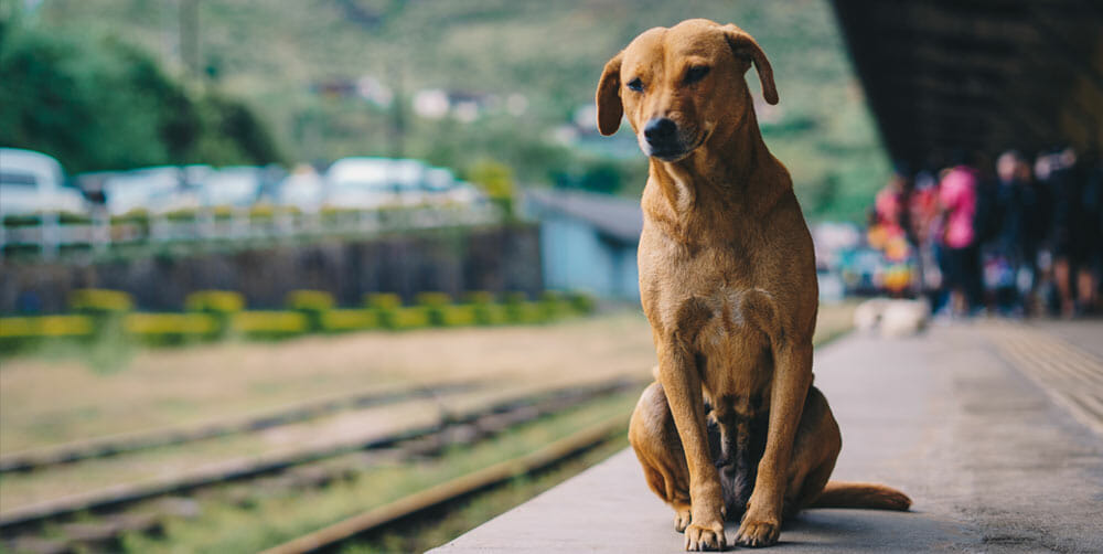 Bahnfahrt mit Hund Informationen