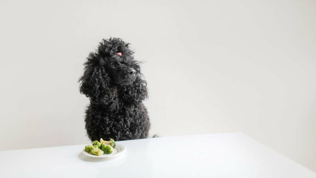 Brokkoli für Hunde