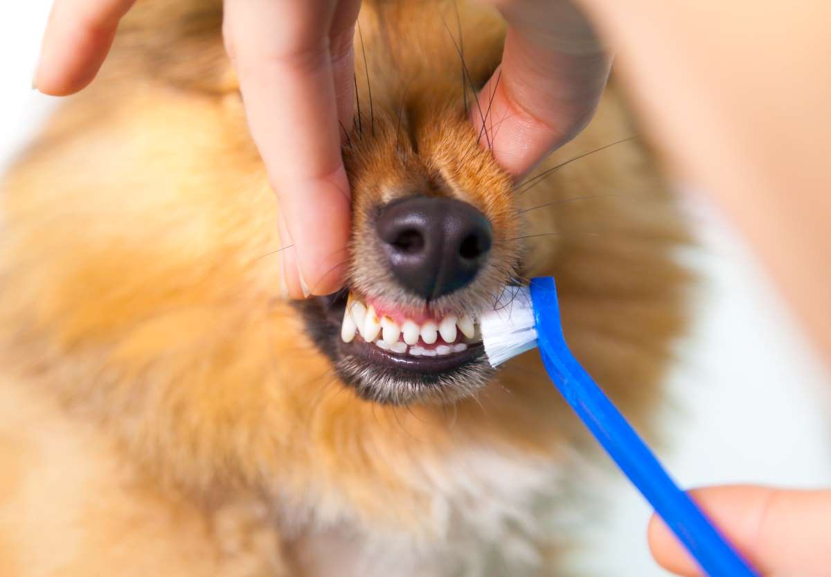Hund Zähne putzen
