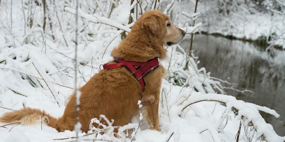 Gesund durch die kalte Jahreszeit - Hunde in Herbst und Winter richtig versorgen