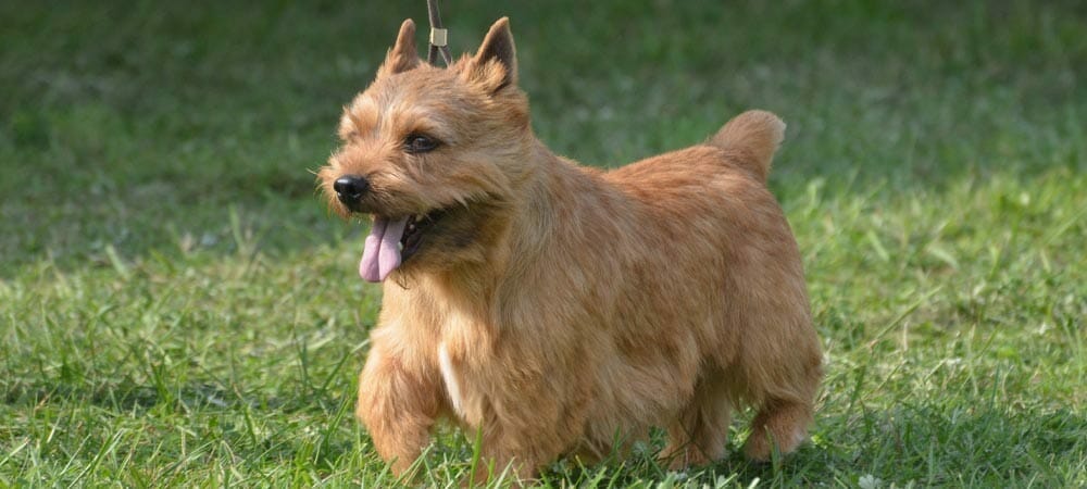 Irish Glen of Imaal Terrier - Rasseporträt und Steckbrief