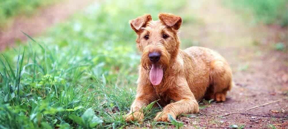 Irish Terrier - Rasseporträt und Steckbrief
