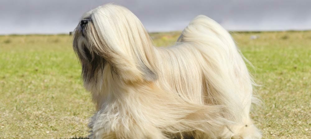 Die kleine Hunderasse Lhasa Apso - Rasseporträt und Steckbrief