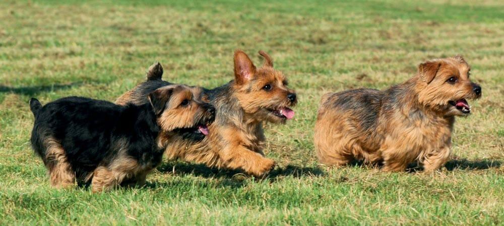 Die kleine Hunderasse Norfolk Terrier - Rasseporträt und Steckbrief