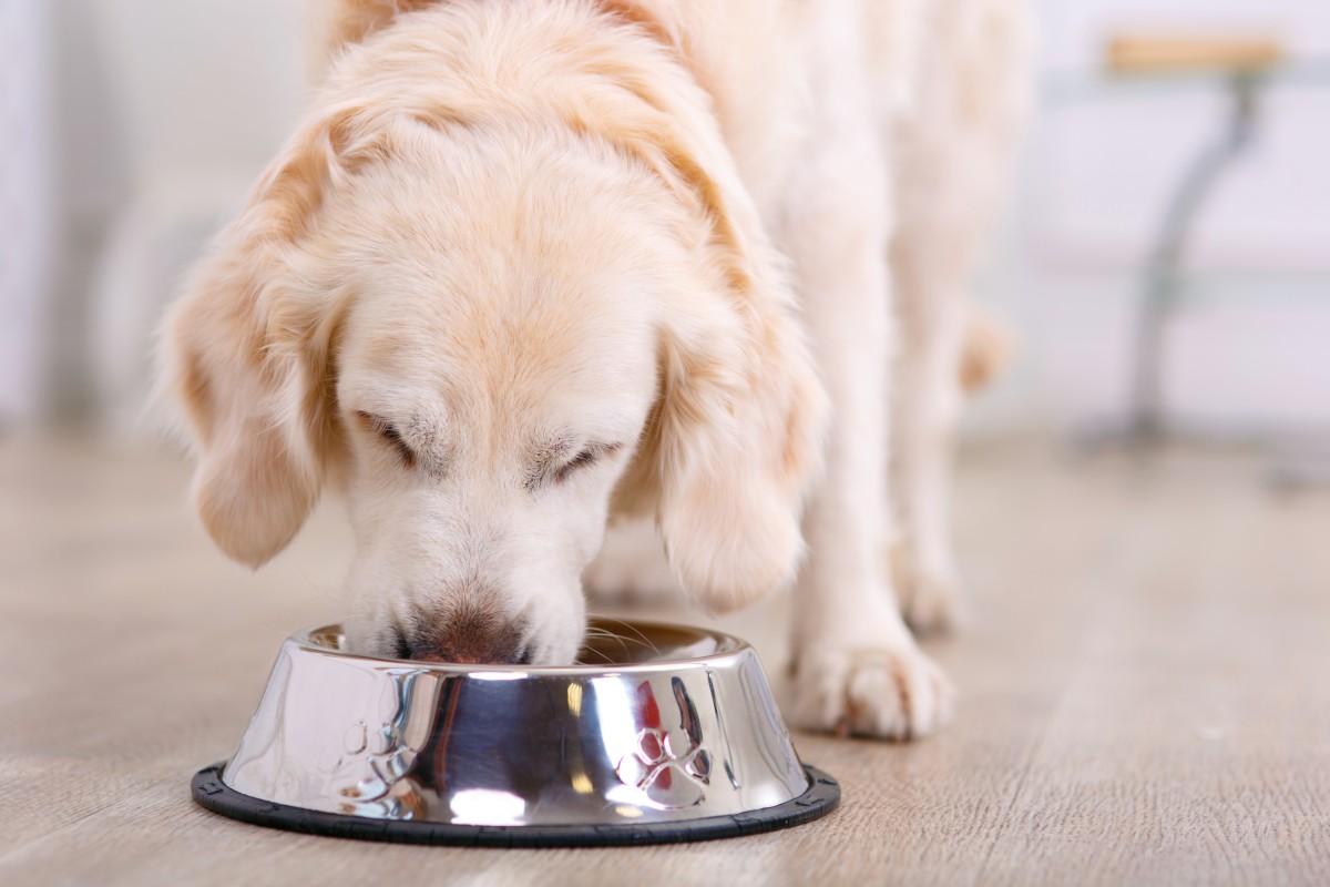 sladre Framework entanglement Olivenöl für Hunde: giftig oder gesund?