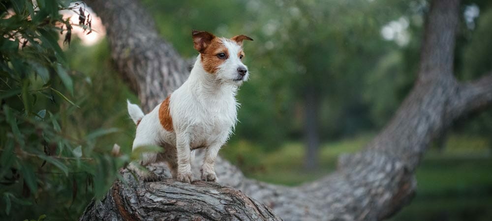 Die kleine Hunderasse Parson Jack Russel Terrier - Rasseporträt und Steckbrief