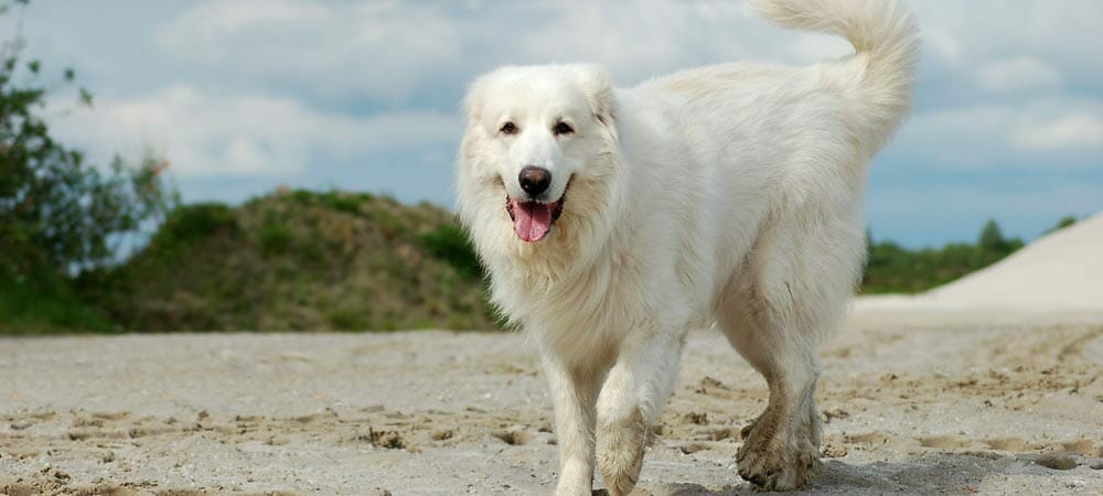 Pyrenäenberghund - Rasseporträt und Steckbrief
