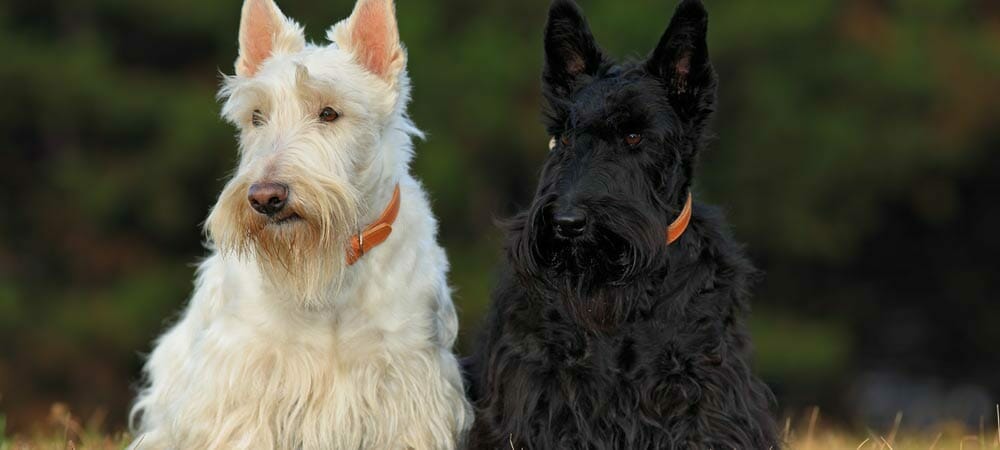 Die kleine Hunderasse Scottish Terrier - Rasseporträt und Steckbrief