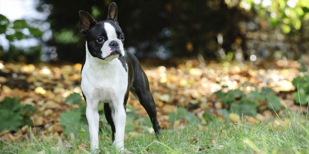 Die kleine Hunderasse Boston Terrier - Steckbrief und Rasseporträt