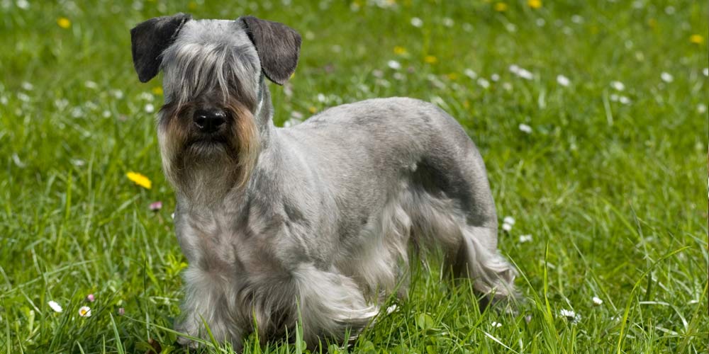 Cesky Terrier - Rasseporträt und Steckbrief