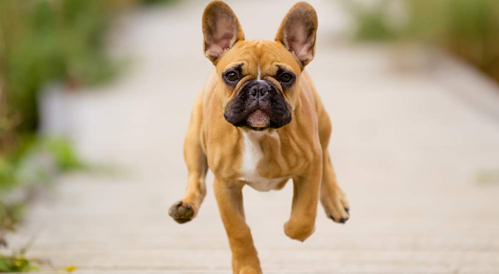 Die kleine Hunderasse Französische Bulldogge - Steckbrief und Rasseporträt