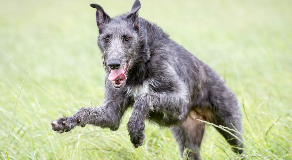 Scottish Deerhound Steckbrief und Rasseporträt