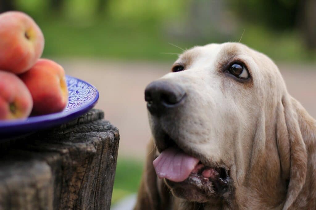 dürfen hunde pfirsich essen