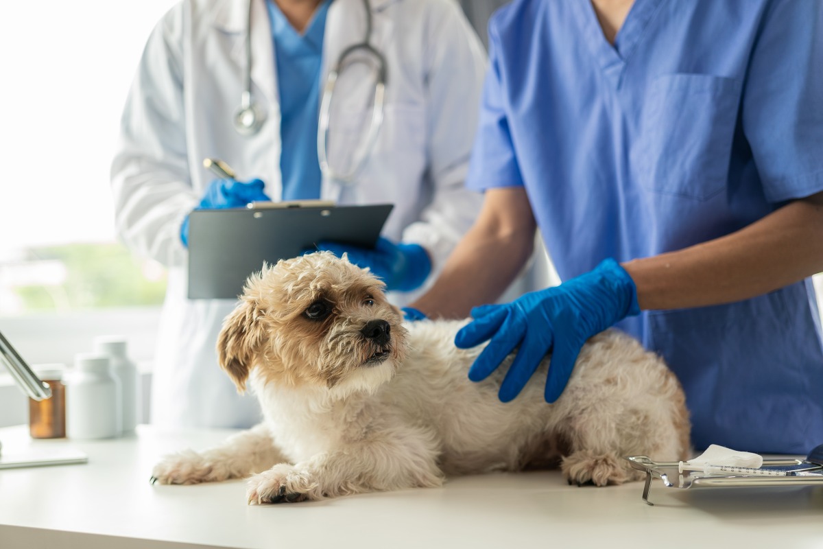 Zwingerhusten behandeln: worauf Du achten solltest! - HundeINFOPortal