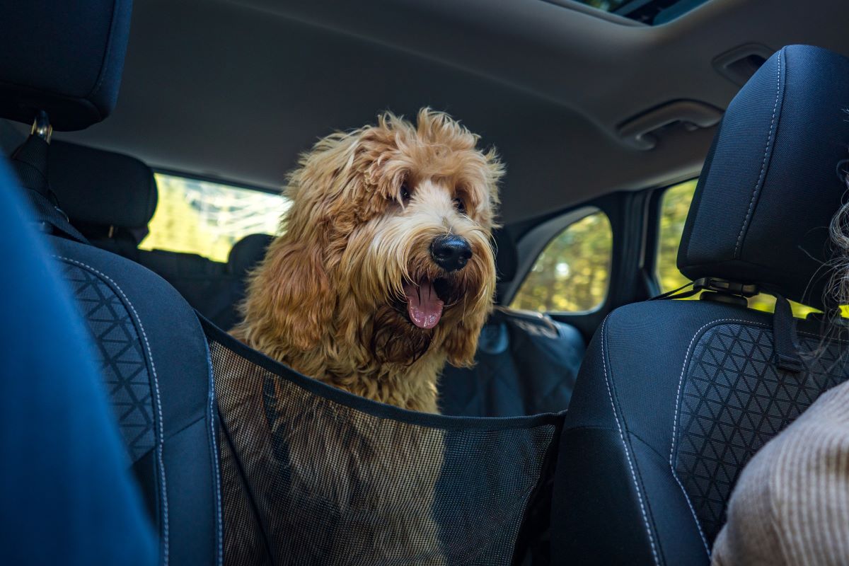 Boutique Zoo Autohundesitz  Sicherheit für den Hund, Hygiene fürs