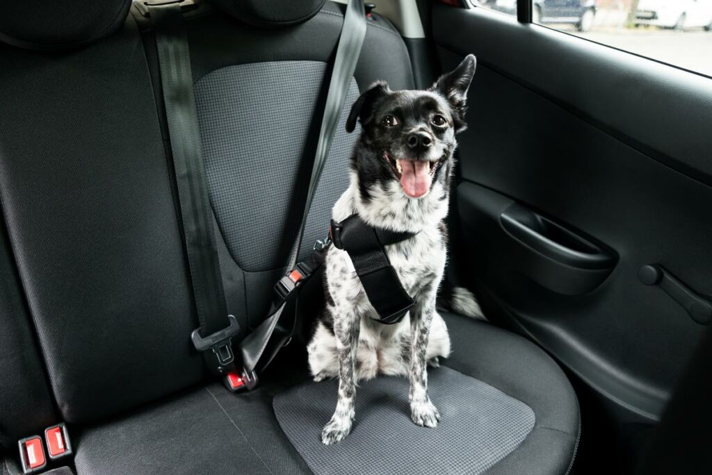 Autositz für Hunde bis 15 Kg