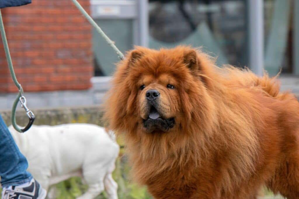 chinesischer hund groß
