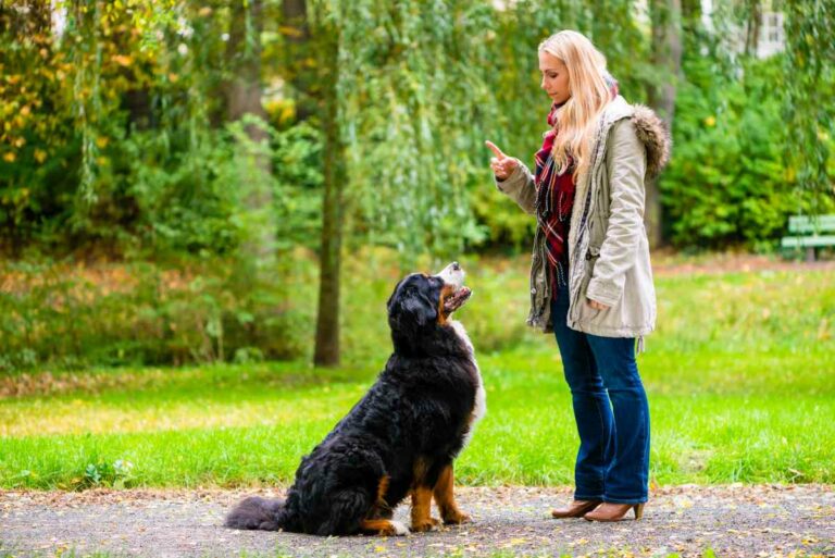 Hund hört plötzlich nicht mehr Ursachen und Lösungen