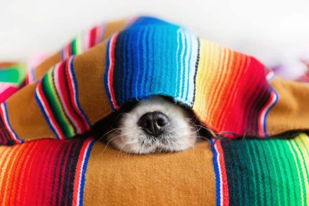 Schlafanzug Hund
