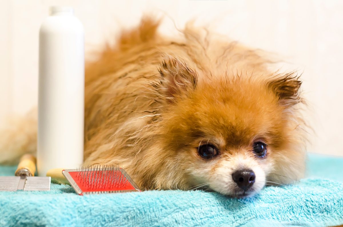 zecken tabletten hund 3 monate