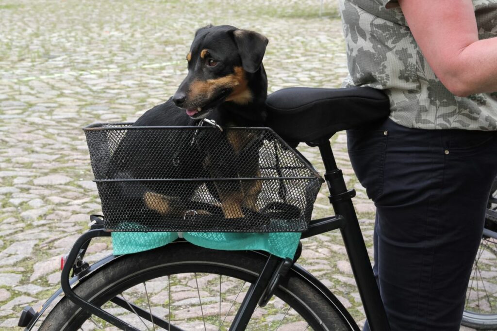 hunde mit fahrrad transportieren