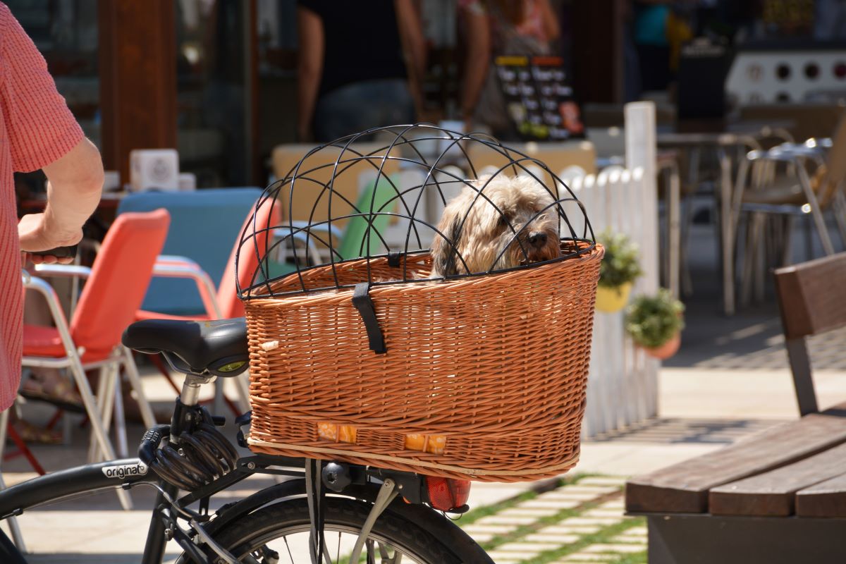 hunde mit fahrrad transportieren